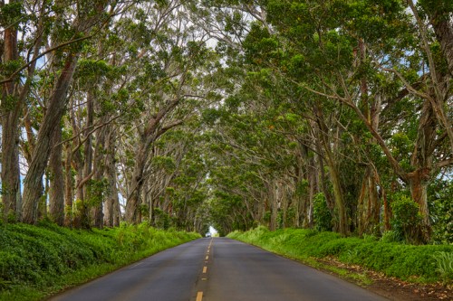 A scenic road lined with tall trees, creating a natural canopy overhead, surrounded by lush greenery.