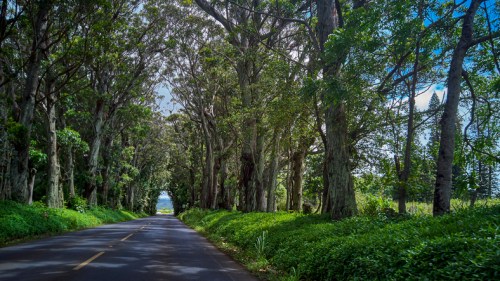 A scenic road lined with tall trees, creating a natural canopy over the path, with greenery on both sides.