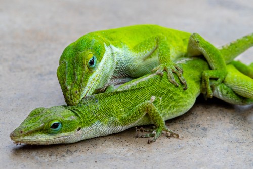 Two green lizards are intertwined on a flat surface, showcasing their vibrant colors and detailed textures.