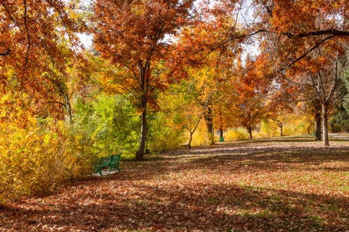 A serene park scene with vibrant autumn foliage, colorful trees, and a carpet of fallen leaves on the ground.