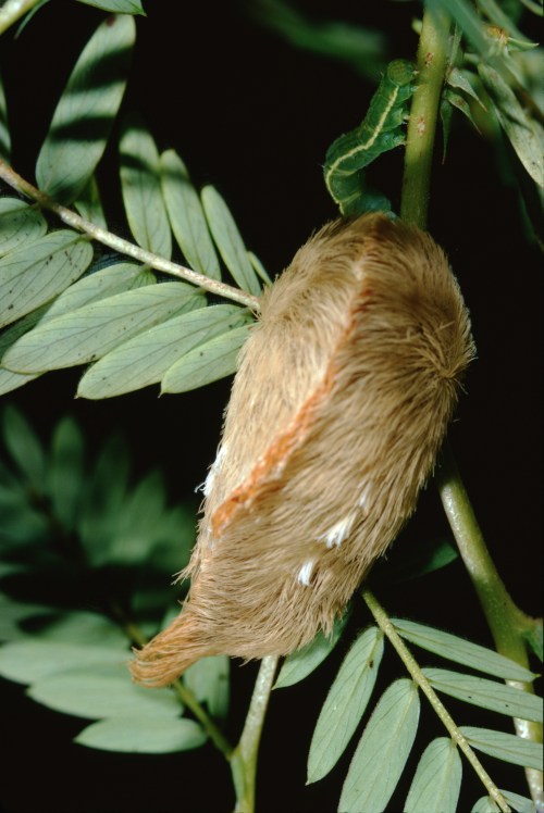 A fuzzy, brown caterpillar resting on green leaves, blending into its surroundings.