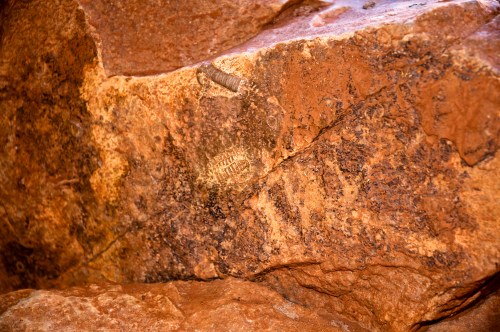 Fossils embedded in a textured rock surface, showcasing natural geological patterns and colors.