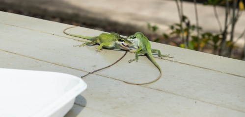 Two green lizards facing each other on a table, seemingly in a playful or confrontational stance.