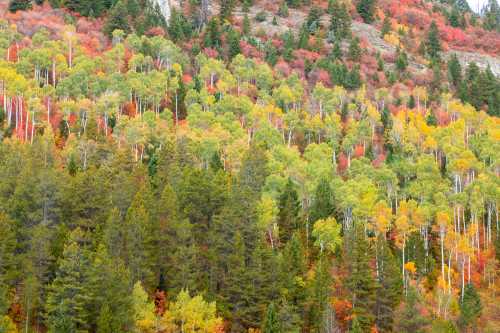 A vibrant forest in autumn, showcasing a mix of green, yellow, orange, and red foliage on trees.