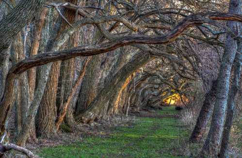 A winding path through a dense forest of twisted trees, with soft light illuminating the background.