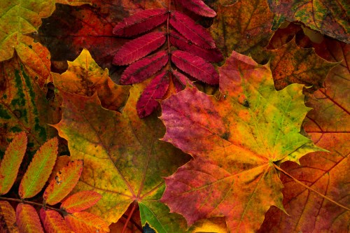 A vibrant assortment of autumn leaves in various colors, including red, orange, yellow, and green, layered together.