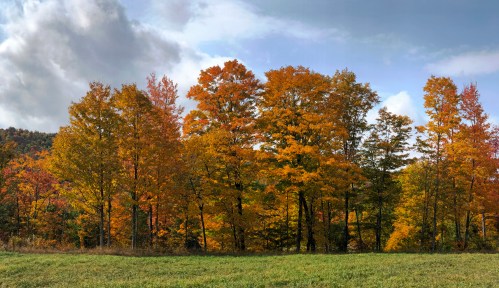 A vibrant autumn landscape featuring trees with bright orange and yellow leaves against a cloudy sky.