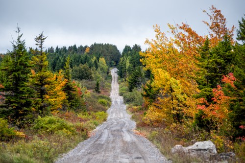 A winding gravel road leads through a forest with vibrant autumn foliage in shades of orange and yellow.