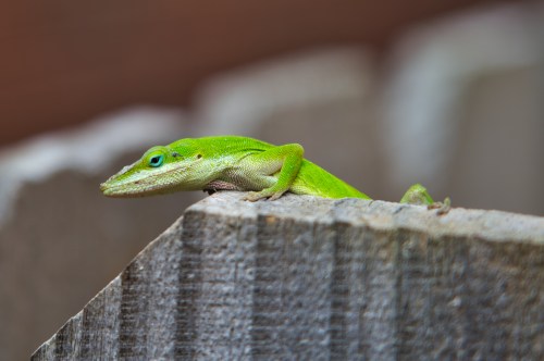 A vibrant green lizard perched on a wooden fence, showcasing its bright color and distinctive blue eye.