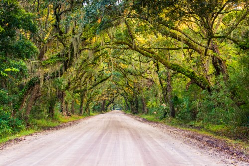 A dirt road lined with lush, green trees and hanging moss, creating a serene, shaded pathway.