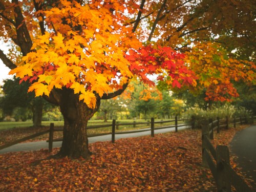 A vibrant tree with orange and red leaves stands beside a path, surrounded by fallen leaves and a wooden fence.