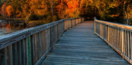 A wooden boardwalk leads through vibrant autumn foliage, with warm sunlight illuminating the path ahead.