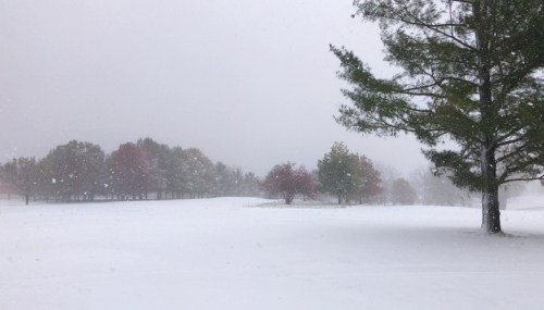 A snowy landscape with trees and a soft snowfall, creating a serene winter scene.