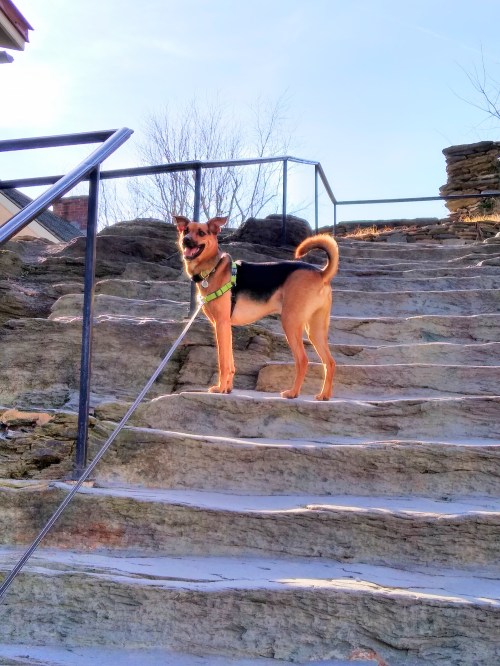 A happy dog stands on stone steps, looking back with a wagging tail and a harness on a sunny day.