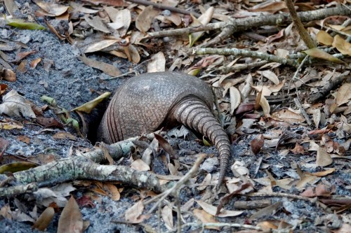 An armadillo burrows into the ground among fallen leaves and twigs in a natural setting.