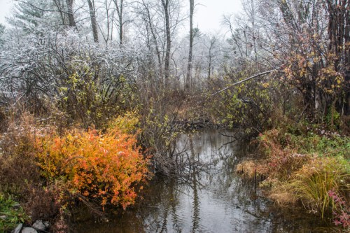 A serene landscape featuring a small stream surrounded by trees and colorful autumn foliage, with a hint of frost.
