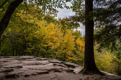 A rocky outcrop surrounded by trees with vibrant yellow leaves, under a cloudy sky.