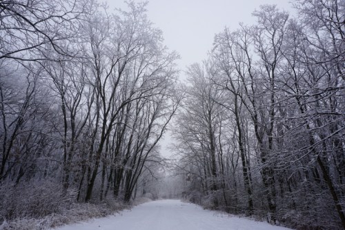 A snowy path lined with bare trees, creating a serene winter landscape under a gray sky.