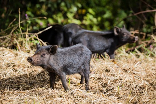 Two black pigs standing on straw in a sunny, green outdoor setting.