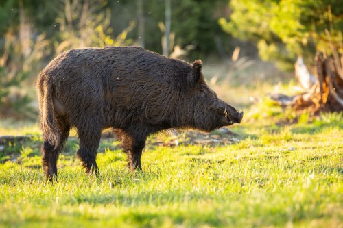 A wild boar stands in a grassy field, surrounded by trees, with sunlight illuminating its fur.