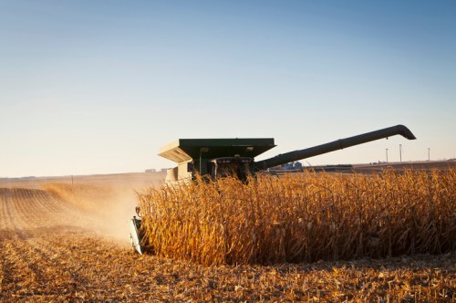 A combine harvester working in a golden cornfield under a clear blue sky, with dust rising from the harvested crops.