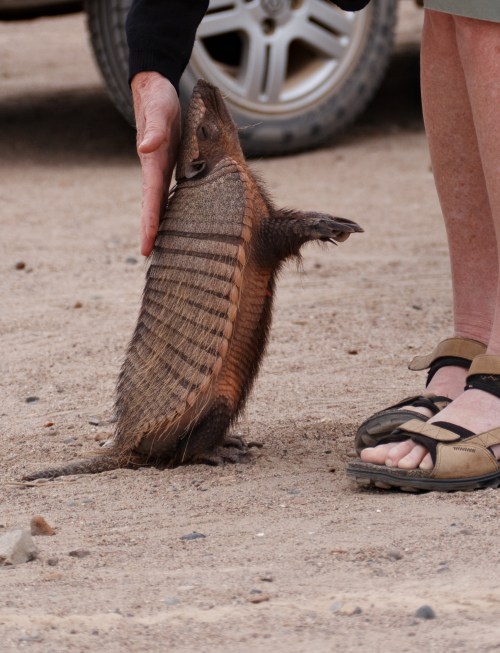 A person in sandals reaches out to a standing, curious animal on a sandy surface near a vehicle.