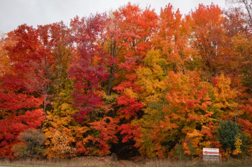 Vibrant autumn foliage with trees in shades of red, orange, and yellow against a cloudy sky.