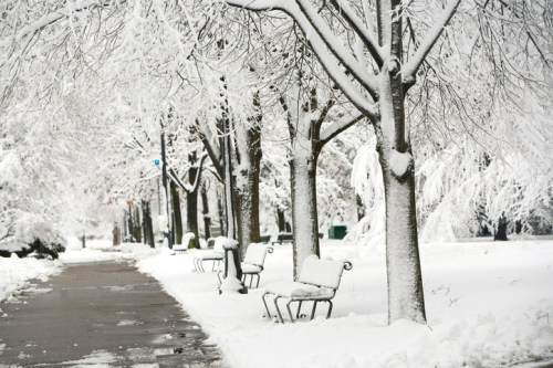 Snow-covered park path lined with trees and benches, creating a serene winter landscape.