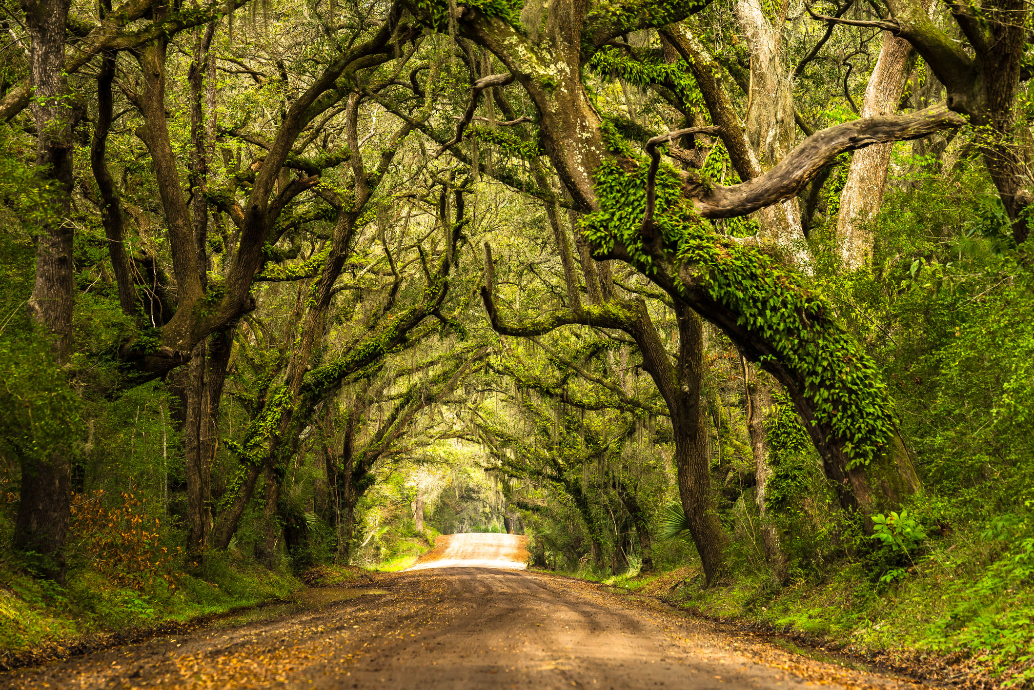 The Tunnel Of Trees At Botany Bay In South Carolina Is Pure Magic