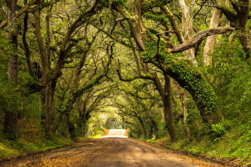 A dirt road winds through a lush, green forest with arching trees and vibrant foliage overhead.