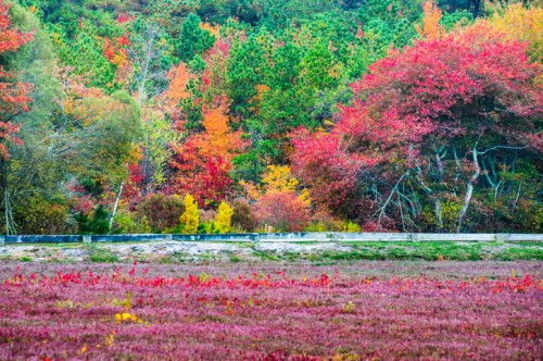 Vibrant autumn landscape with colorful trees in shades of red, orange, and yellow against a green backdrop.