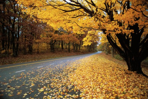 A winding road surrounded by trees with vibrant yellow leaves, creating a picturesque autumn scene.