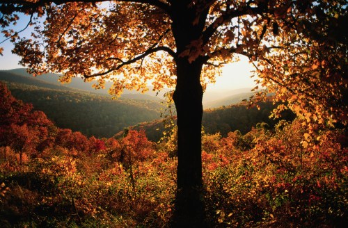 A silhouette of a tree against a vibrant autumn landscape, with colorful foliage and mountains in the background.