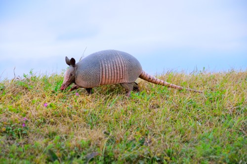 An armadillo walking on grassy terrain under a cloudy sky.