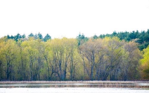 A serene landscape featuring a mix of green and bare trees along a calm water body, with a forest in the background.