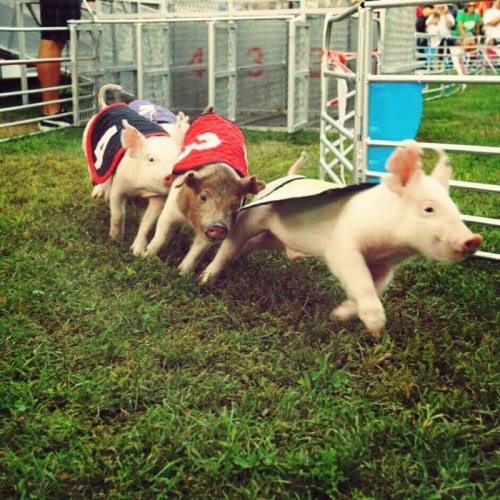 Three piglets in colorful jerseys run through a grassy area, with pens and spectators in the background.