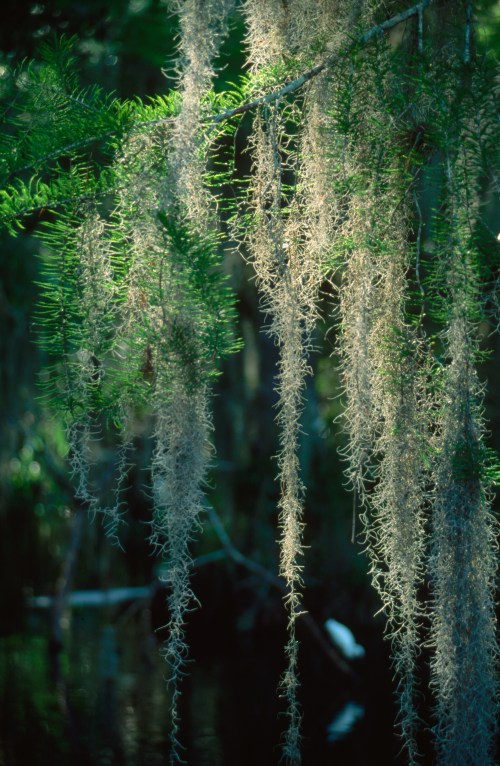 Spanish moss hangs gracefully from tree branches, illuminated by soft light against a dark, blurred background.