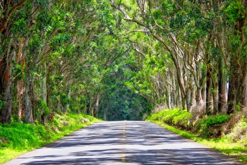 A serene road lined with tall trees, creating a natural canopy overhead, surrounded by lush greenery.