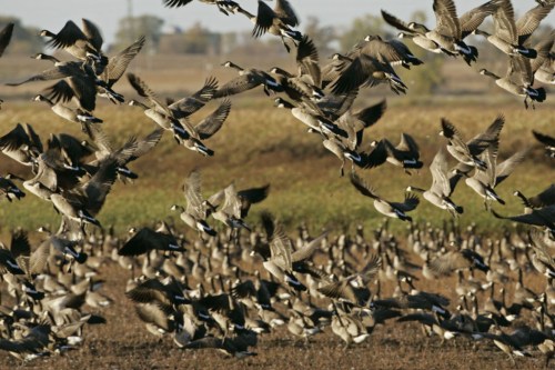 A flock of geese takes flight over a field, with many more resting on the ground below.