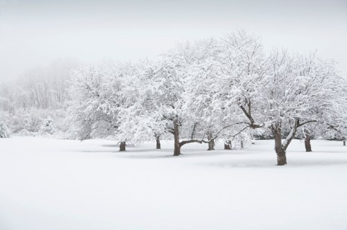 Snow-covered trees in a serene winter landscape, blanketed in white with a soft, overcast sky.