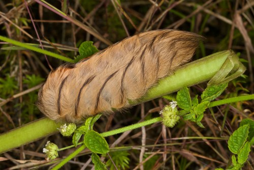A large, fuzzy caterpillar with brown stripes rests on a green plant stem surrounded by foliage.