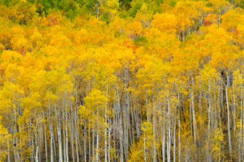 A vibrant forest of golden and orange autumn leaves, with tall, slender trees creating a stunning fall landscape.