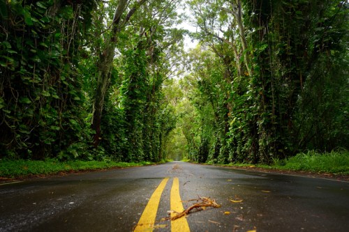 A serene, wet road lined with lush green trees and vines, creating a natural tunnel effect.
