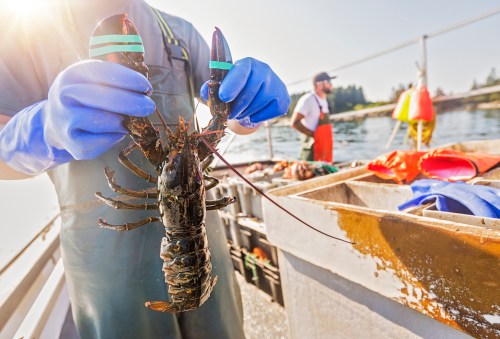 A person in gloves holds a large lobster on a boat, with another person and fishing gear in the background.