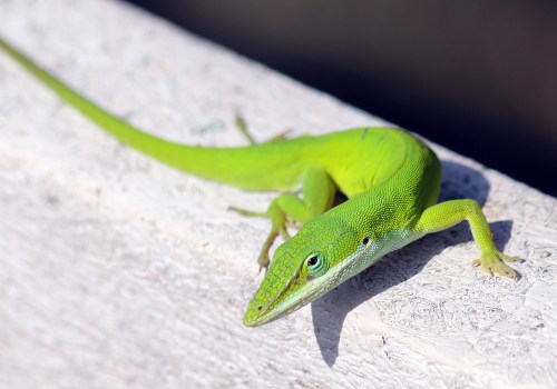 A vibrant green lizard resting on a light-colored surface, showcasing its long tail and bright blue eye.