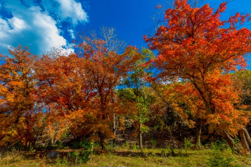 Vibrant autumn trees with red and orange leaves against a bright blue sky and scattered clouds.
