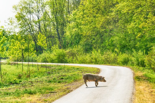 A pig walks along a winding path surrounded by lush green trees and grass.