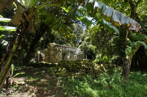 Lush greenery surrounds the ruins of an old stone structure, partially covered in moss, under a bright blue sky.