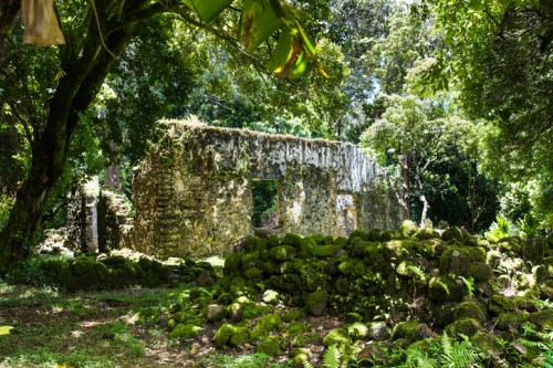 Ruins of an old stone structure surrounded by lush greenery and moss-covered rocks in a forested area.