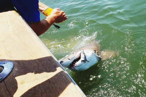 A person on a boat holds a fishing line as a shark surfaces in the water, showcasing its sharp teeth.